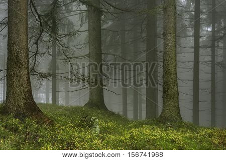View of autumn spruce forest with fog