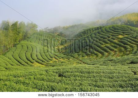 Beautiful landscape of tea plantations and moso bamboo forest with fog in a sunny day