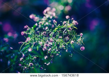 Beautiful fairy pink white small flowers on colorful dreamy magic green blue purple blurry background soft selective focus macro closeup nature image shot copyspace for text