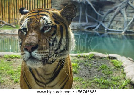 Tiger quietly looking into the distance. wild cat