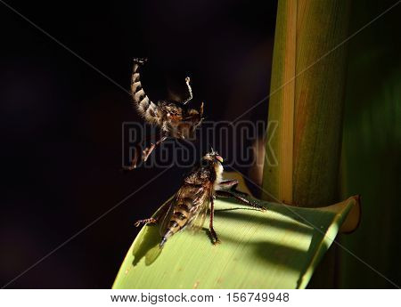 Courtship ritual of robber flies, in full flight