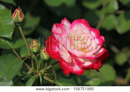 Beautiful rose flower white-pink color. Lonely rose on a green background.