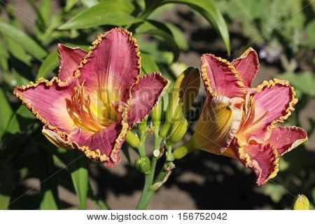 Two flowers daylily in the sun. Daylily in the summer garden.