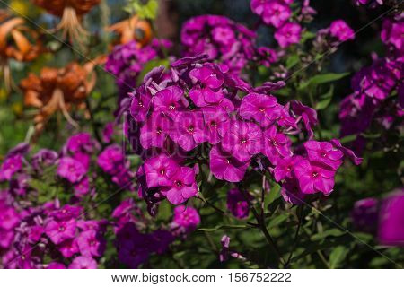 Phlox fuchsia color. Phlox in the summer garden, under the rays of the sun.