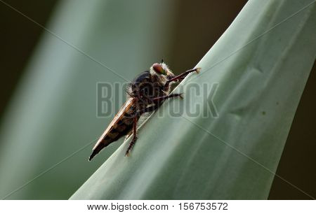 Isolated robber fly, on leaf of agave