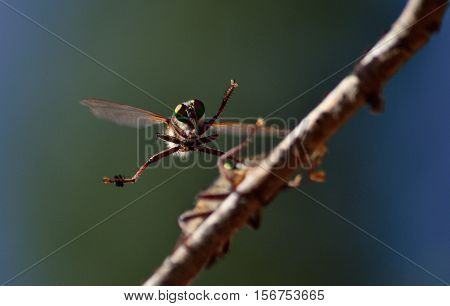 Courtship ritual of robber flies, in full flight
