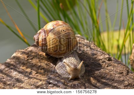 Snails / Snails crawling slowly through the plant