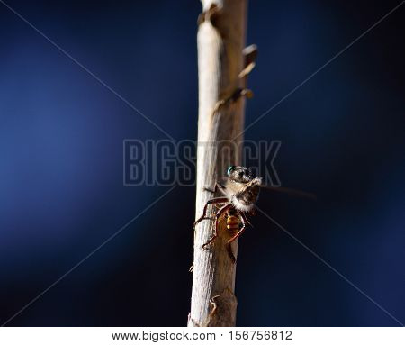 Robber fly with a small prey on cane stalk