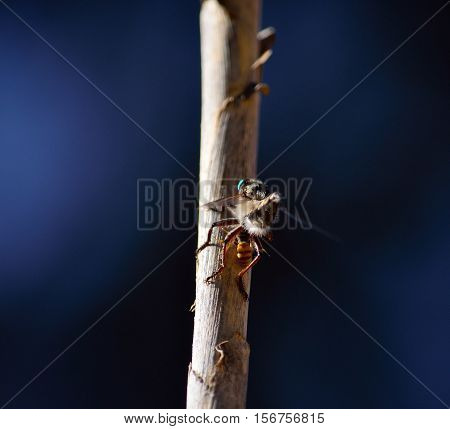 Robber fly with a small prey on cane stalk