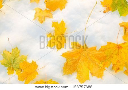 yellow maple leaves lie on white snow