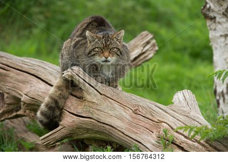Scottish Wildcat (Felis Silvestris Grampia) on large tree trunk