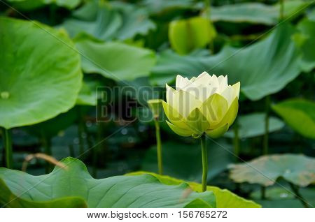 Lotus and water lily pond with blooming white flowers