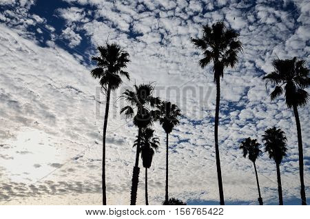 Tall palm trees against beautiful sky with Cirrocumulus clouds and sun