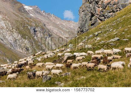 flock of alpine sheep grazing on steep  slope in Austrian Alps