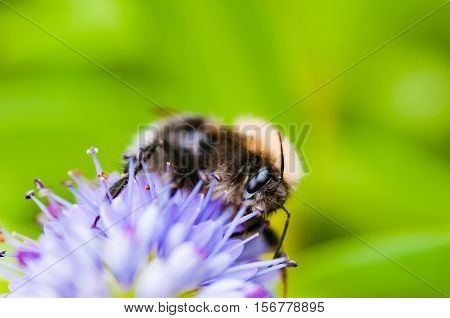 Bumblebee visiting flowers and collecting pollen close up pollination