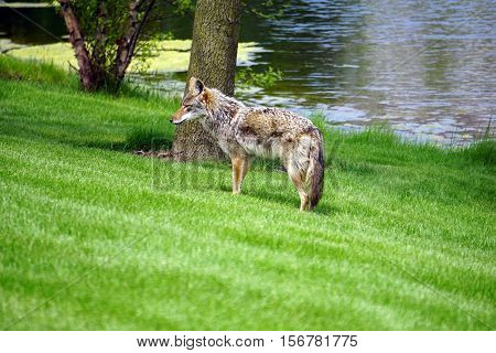 A wild coyote (Canis latrans) stands beside the shore of a small lake in the Wesmere Country Club subdivision of Joliet, Illinois during May.