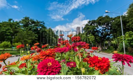 The bloom of colorful flowers in the park.