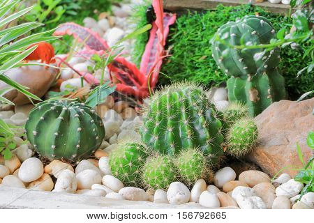 Cactus in stone park beautifulSelect focus with shallow depth of fieldminiature plants