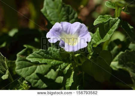 Flower of an Apple of Peru plant Nicandra physalodes.