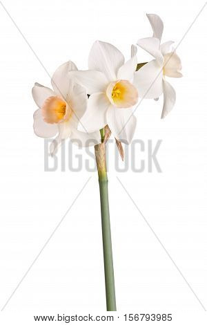 Three flowers of a pink yellow orange and white jonquil cultivar isolated against a white background
