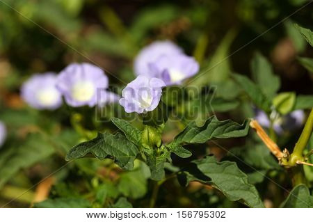 Flower of an Apple of Peru plant Nicandra physalodes.
