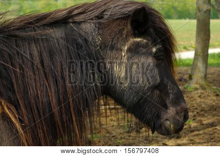 a brown iceland horse standing on the pasture and green medow