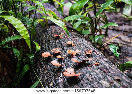 Many brown mushroom growing on a log.