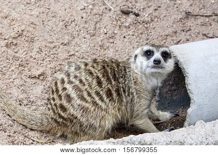 Meerkat With Nature