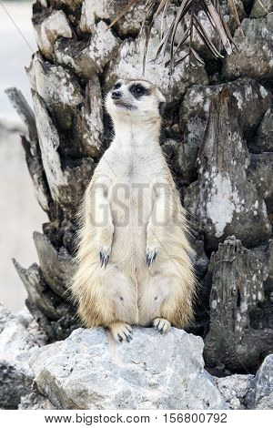 Meerkat With Nature