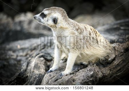 Meerkat With Nature