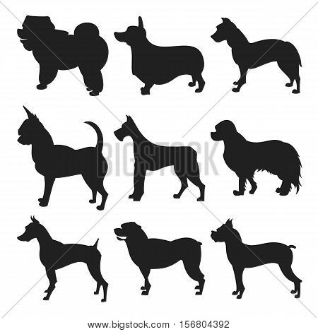 Set of dogs silhouette. Boxer and chihuahua, corgi and doberman, vector illustration
