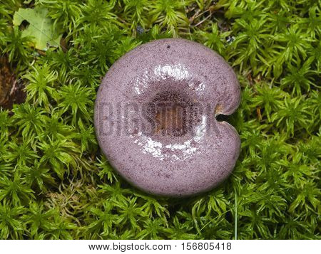 Wild Northern purple-colored milk-cap mushroom Lactarius trivialis close-up in moss selective focus shallow DOF