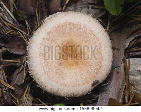 White mushroom Lactarius resimus in wet forest close-up selective focus shallow DOF