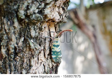Lantern Fly, the insect on tree in the forest.