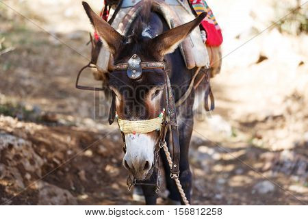 Donkeys as transportation in the mountains near the Psychro Cave in Crete Greece