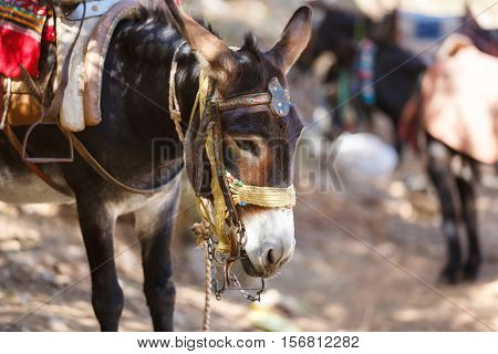 Donkeys as transportation in the mountains near the Psychro Cave in Crete Greece