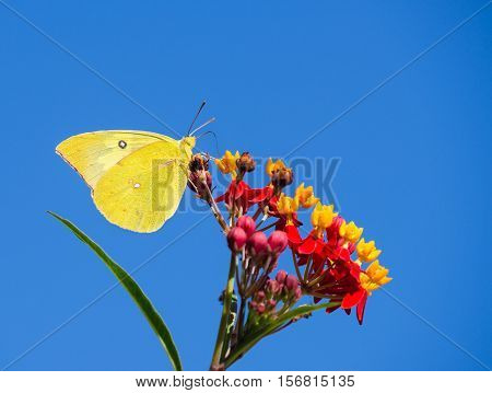 Southern Dogface (Zerene cesonia) butterfly feeding on Tropical Milkweed flowers. Blue sky background with copy space.