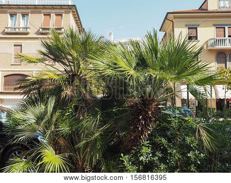 Palm Tree Detail