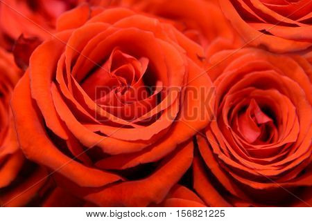 Background of bright red roses. Delicate petals of many flowers that bloom with roses. Beautiful flora close up. Nature decorative flowers.