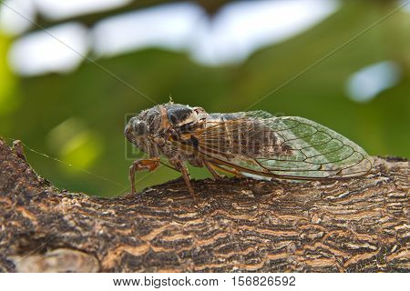 Cicada / Insects living in the southern countries