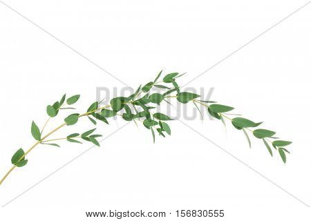 Green eucalyptus branch on white background
