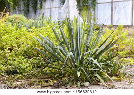 Beautiful yucca plant in greenhouse