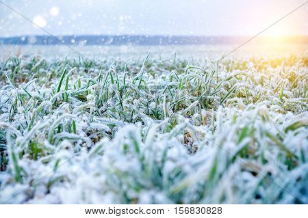 Green grass field covered with frost. Shallow depth of field. Illuminated low winter sun
