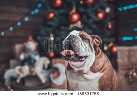 English bulldog with gifts uner xmas tree