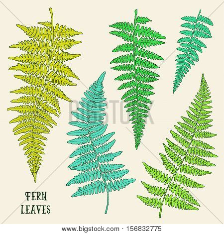 Fresh green ink hand drawn fern leaves isolated on background. Vector iilustration
