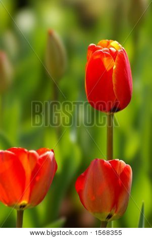 Tulip
