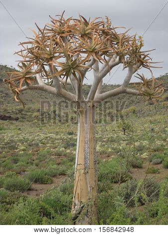 A young Quiver tree in the Quiver tree 'forest' in the Northern Cape region of South Africa