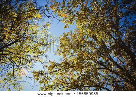 The tops of the trees golden autumn