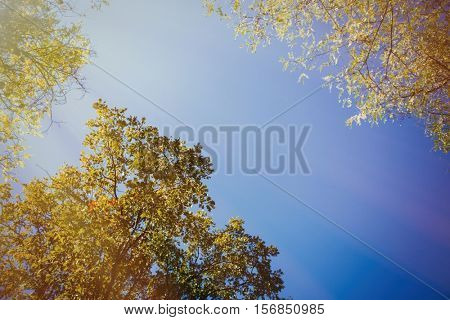 The tops of the trees golden autumn