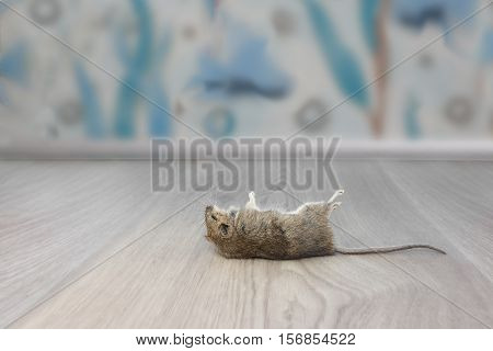 Closeup dead mouse or rat in an apartment house on the background of the bathroom wall. Inside high-rise buildings. Fight with mouse in the apartment. Extermination.